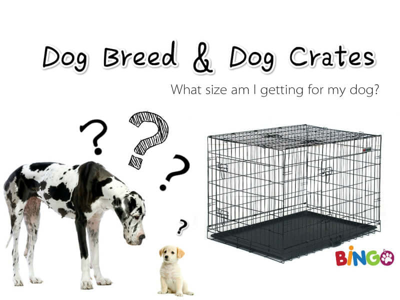 How Big Should a Dog's Crate Be: Perfect Size Guide