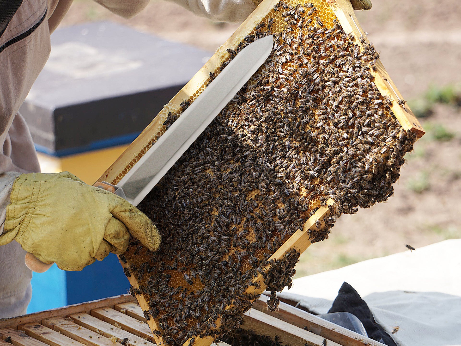 Bee Capping Beekeeping Honey Capping Knife - Durable & Easy to Use – Treasurebox
