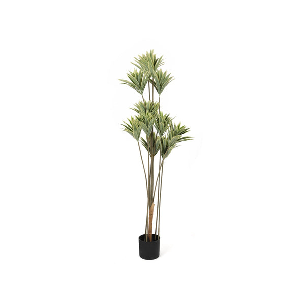 Premium Touch Real Varigated Draceana 145cm