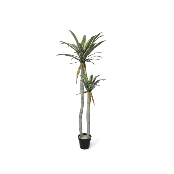 Premium Touch Real Yucca Agave Tree 170cm