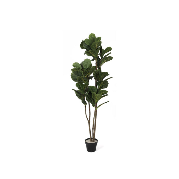 Premium Touch Real Fiddle Leaf Tree 120cm