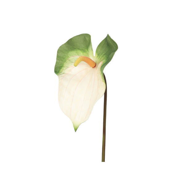 Anthurium Leaf White L 60cm