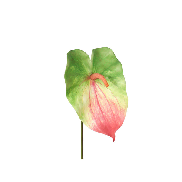 Anthurium Leaf Tricolor L 60cm