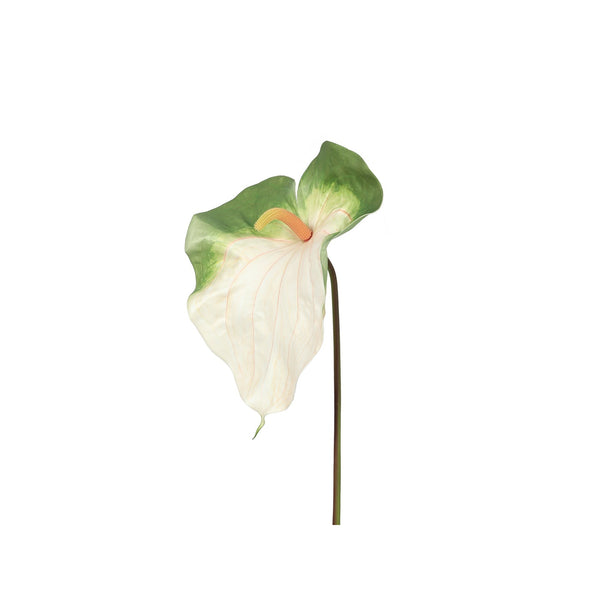 Anthurium Leaf White XL 75cm