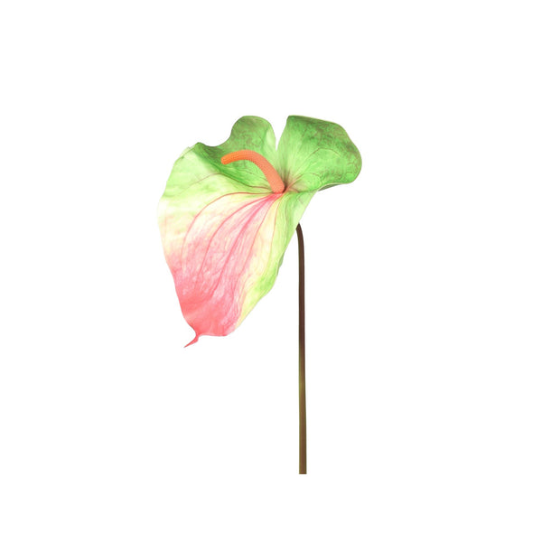 Anthurium Leaf Tricolor XL 75cm
