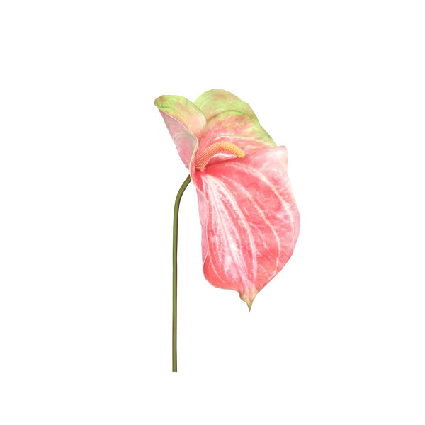 Anthurium Leaf Pink XL 75cm
