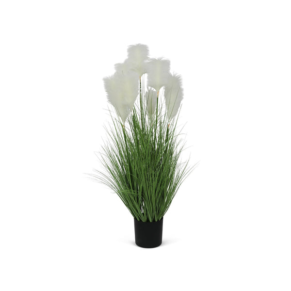 Pampas Grass with Pot 130cm