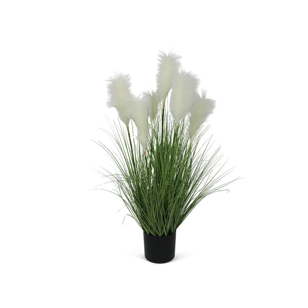 Pampas Grass with Pot 100cm