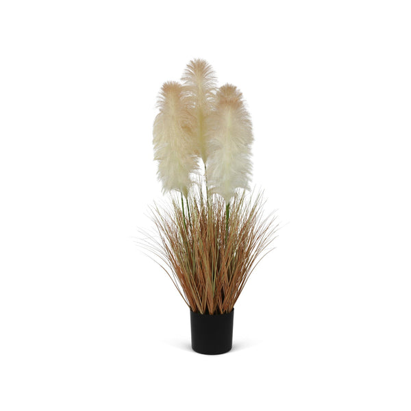 Pampas Grass with Pot 150cm