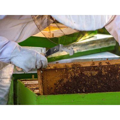Beekeeping Tool Hive Frame Cleaning
