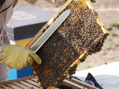 Beekeeping Honey Capping Knife