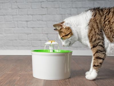 Pet Water Fountain Drinking Fountain Feeder - Green