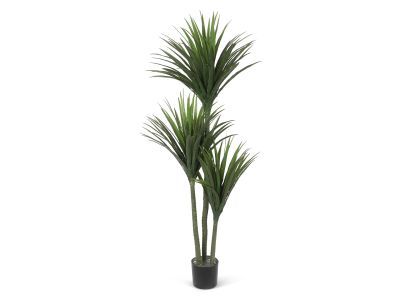 Premium Real Touch  Artificial Dracaena Plant with Pot 190cm