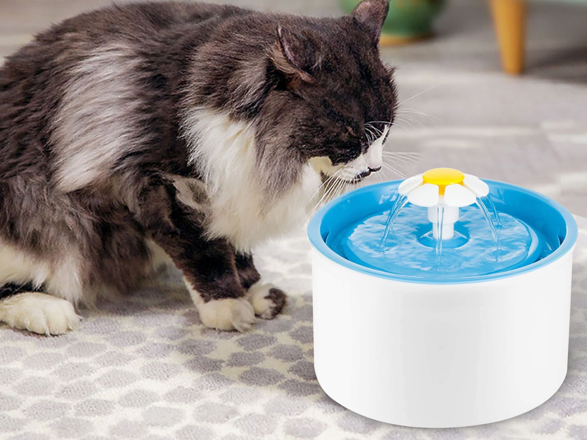 Pet water fountain discount