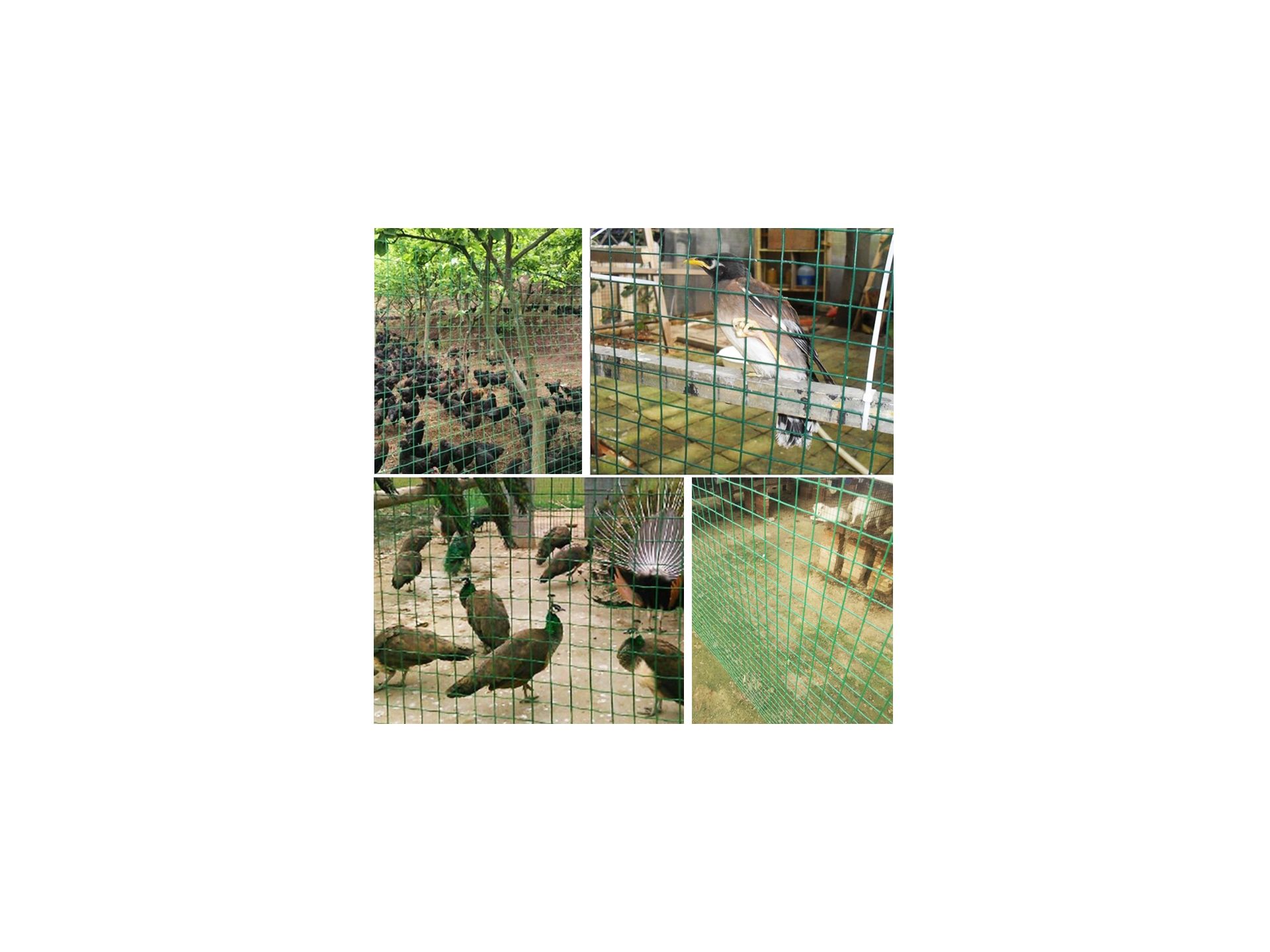 1x10m PVC Coated Wire Netting Fence